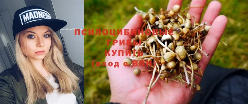 где продают наркотики  Кинель  Галлюциногенные грибы Psilocybine cubensis 